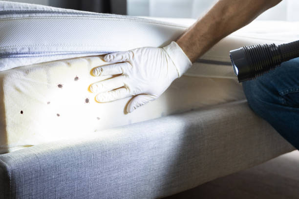 Reliable Woodlawn, OH Pest Control Solutions