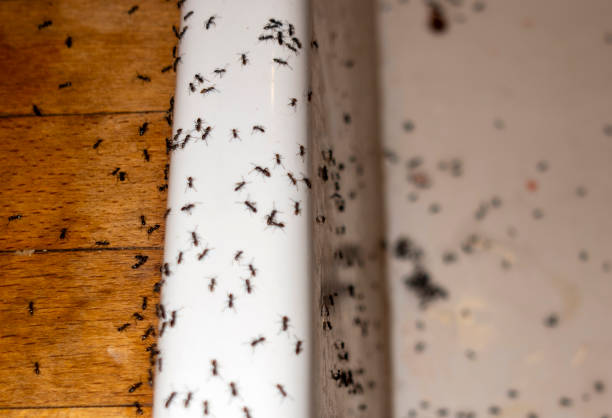 Best Flea Control Services  in Woodlawn, OH